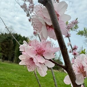 Meet your Posher, Amira